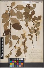 Foto von Salix caprea L.